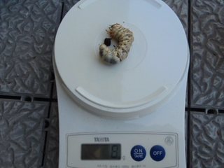Image1.jpg