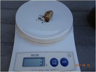 Image6.jpg
