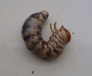 Image7.jpg