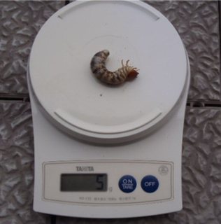 Image9.jpg