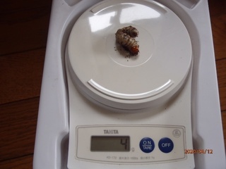 image1.jpeg